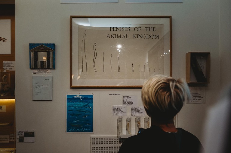 Boy looking at poster at Icelandic Phallogical Museum