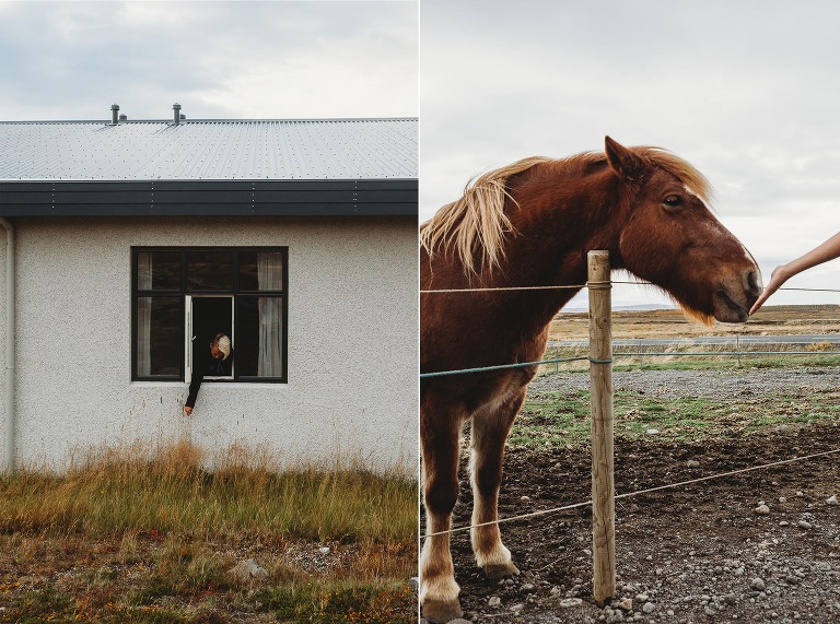 boy leaning out window and boy feeding Icelandic horse
