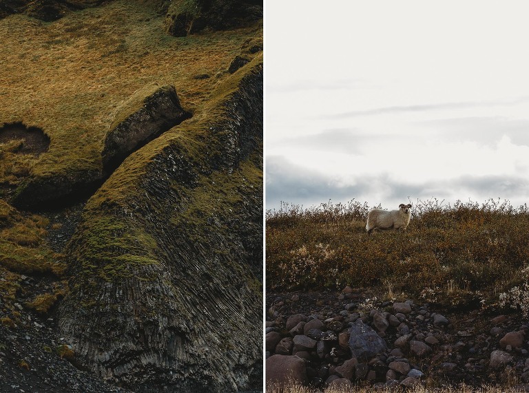 Icelandic sheep in field