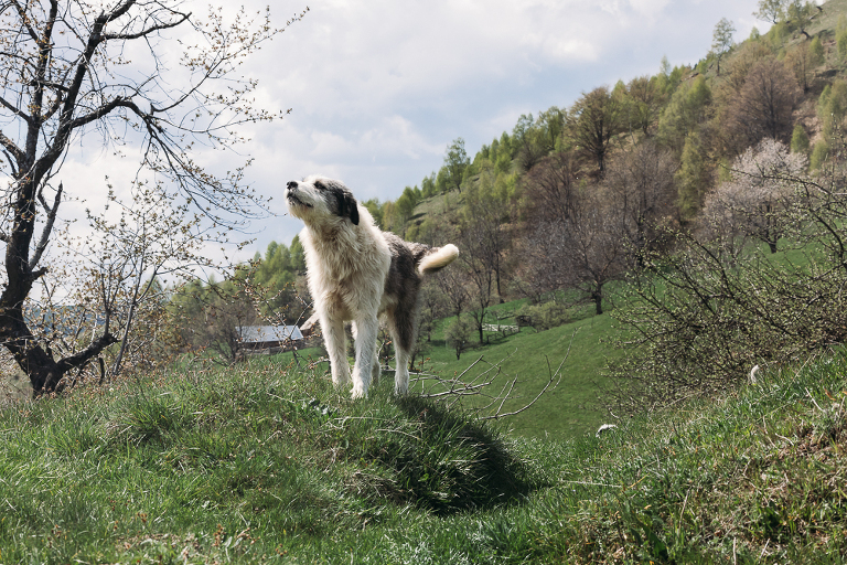 sheep dog Transylvania mountains