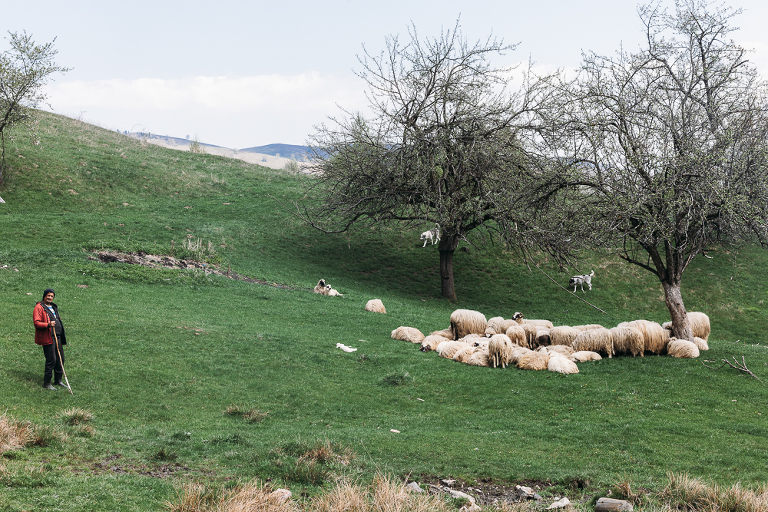 sheep and shepherd in Transylvania Romania 